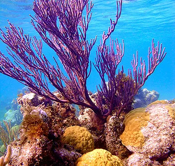 Turks and Caicos snorkeling