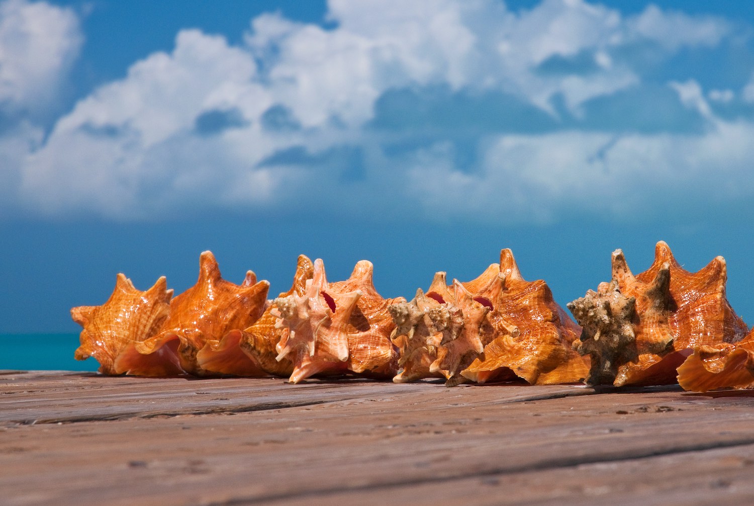 Conch Shells On A Pier In Turks and Caicos