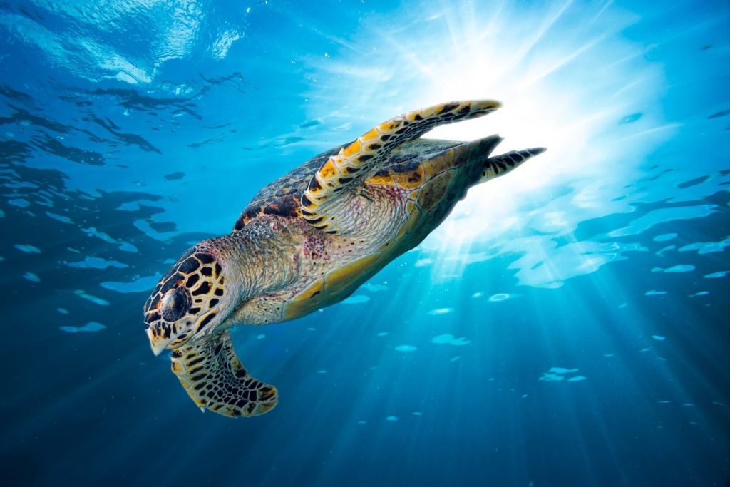 Hawksbill Sea Turtle Swimming