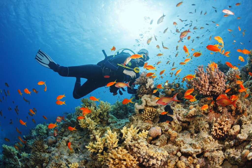 Scuba Diver Exploring Coral Reef With Colorful Fish