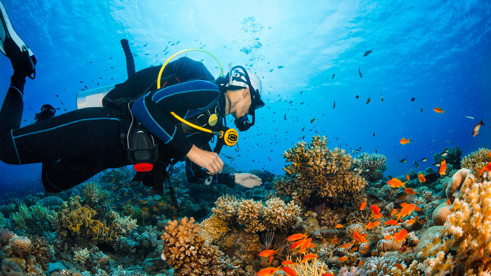 Scuba Diving Caribbean Coral Reef